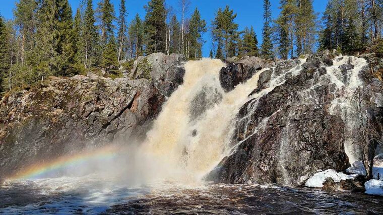 Kuohuava korkea koski keväällä korkean veden aikaan. Kuva: Lotta Leinonen / Metsähallius.