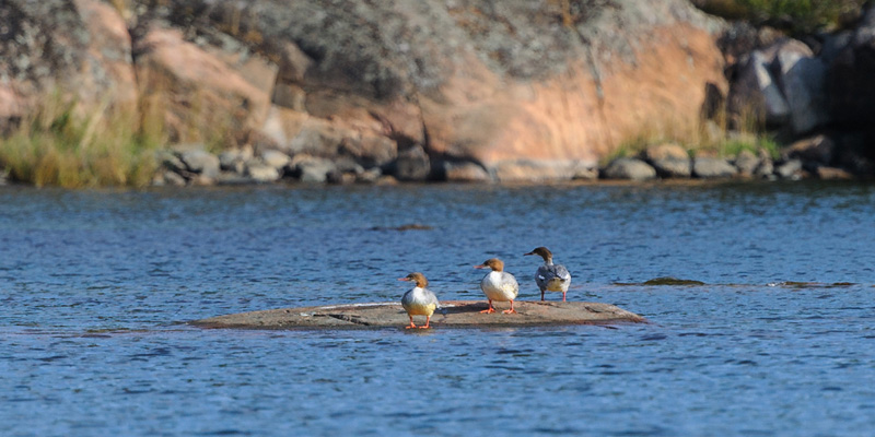 Three goosanders (Mergus merganser) on a stone.