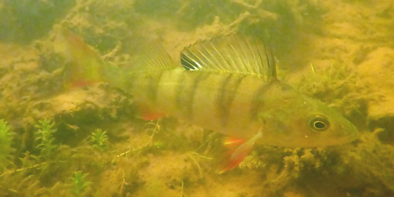 Perch photographed underwater