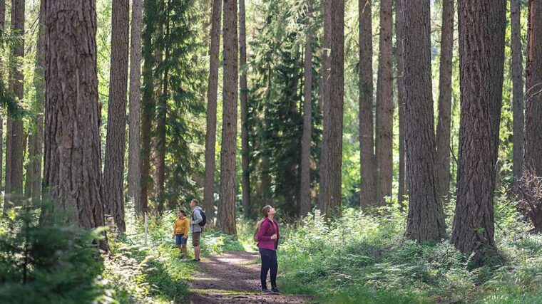 Kolme ihmistä suurten puiden keskellä kesäisessä metsässä.