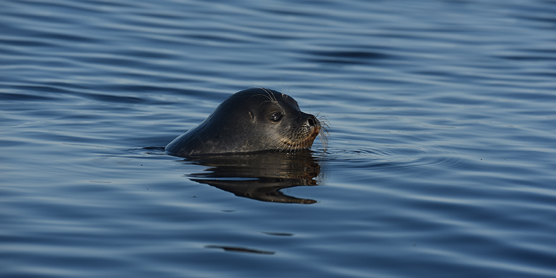 A seal showing its head above the surface of water.