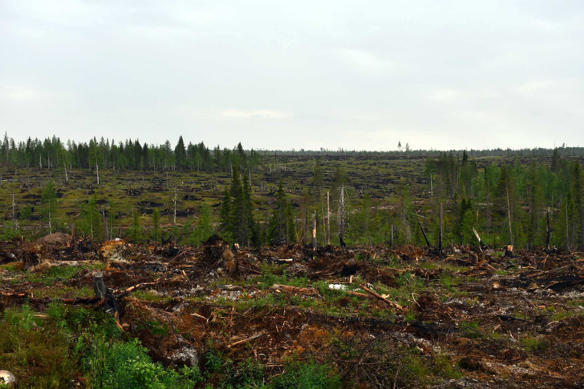 Paula-myrskyn tuhoalueita mäen päältä kesällä kuvattuna. Täysin puuttomaksi menneitä kymmenien hehtaarien alueita, joilta puut korjattu pois. Välissä pieniä pystyyn jääneitä puita.