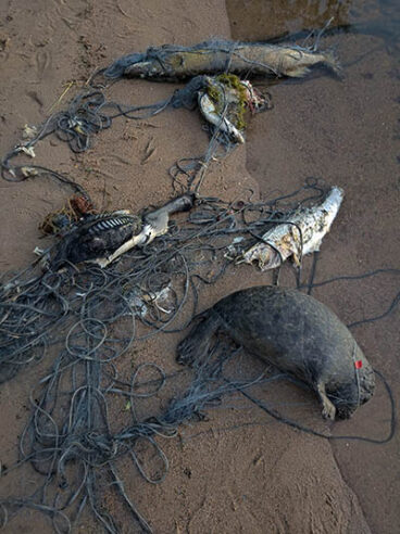 Rannalle nostetussa sotkeentuneessa verkossa on kuolleen kuutin lisäksi kuollut kuikka ja kolme suurta kalaa.