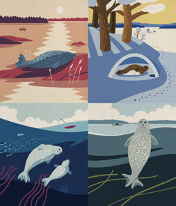 Four drawings in one, showing seals in their living environments.