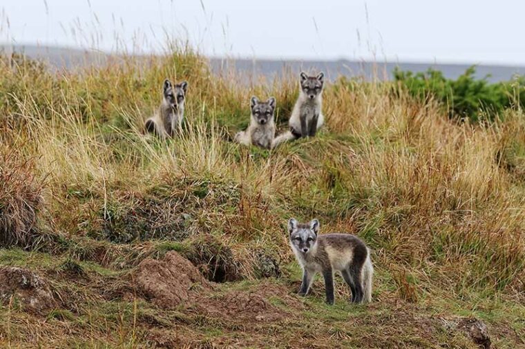 Four Arctic fox cubs in front of the den.