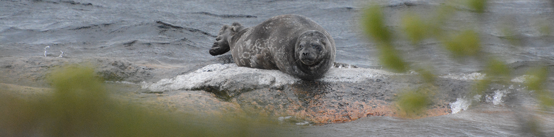Ringed seal (Pusa hispida) is photographed by Japanese visitors, at Osaka  Aquarium Kaiyukan, Osaka, Stock Photo, Picture And Rights Managed Image.  Pic. IBR-5031667 | agefotostock