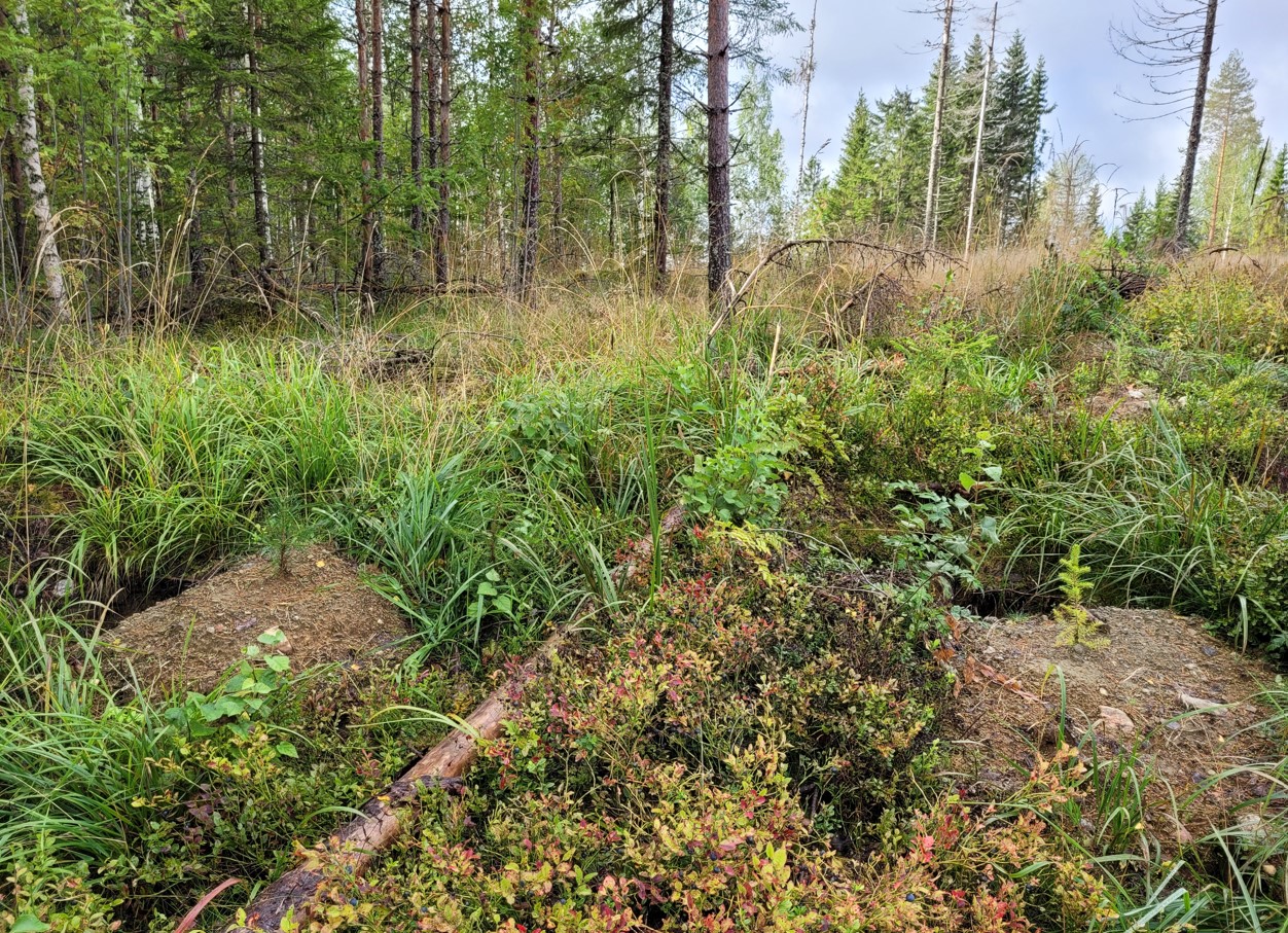 Sekaistutettu uudistusala.