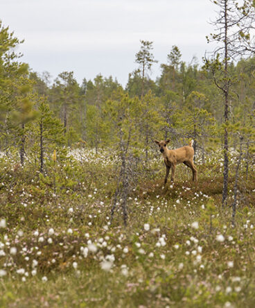 A small moose standing on a peatland, surrounded by small pinetrees.