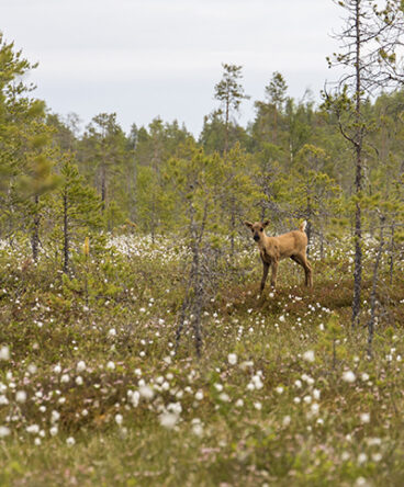 Pienikokoinen hirvieläin seisoo suolla pienten havupuiden keskellä.