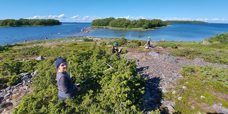 Människor på en stenig strand med enbuskar, i bakgrunden hav och öar.