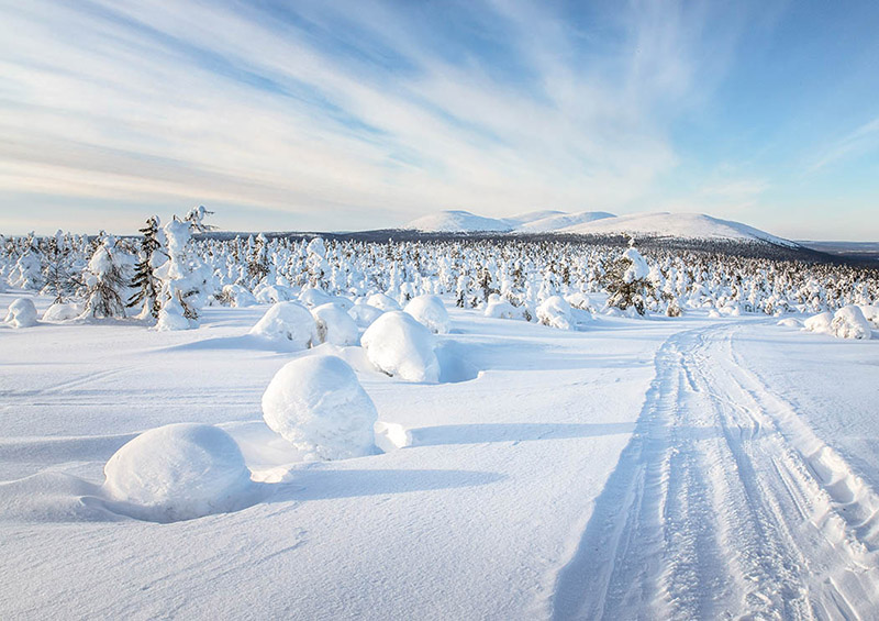 Snow-coated forest at the forest line with snow-covered barren fell tops in the background.