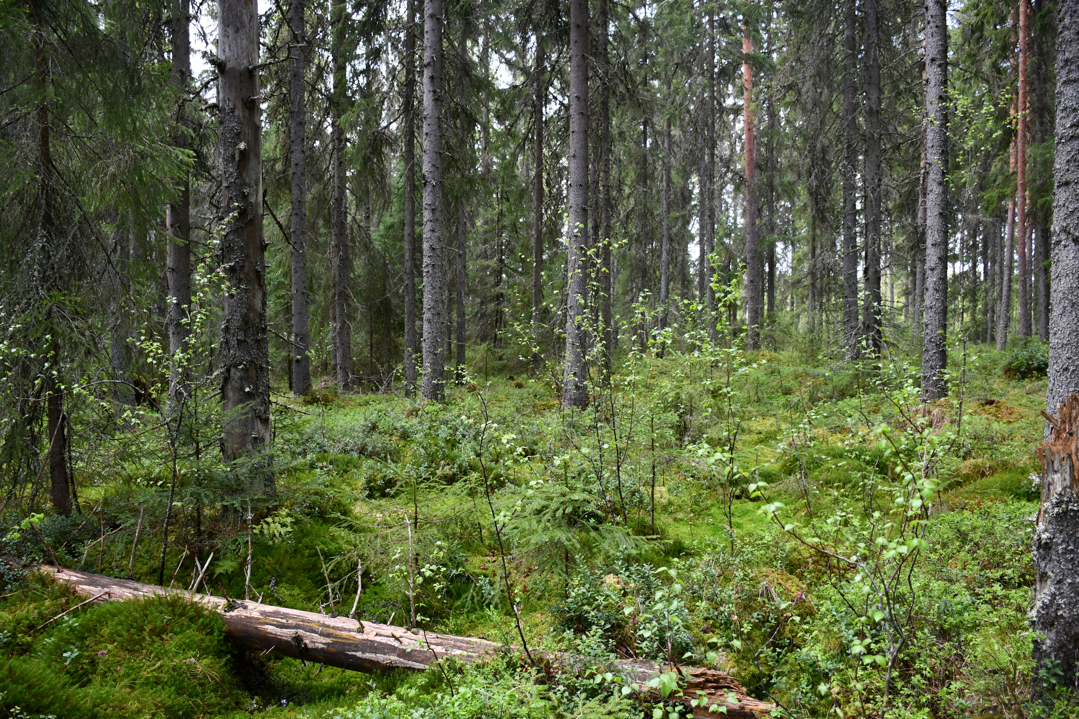 Varttunutta havupuuvaltaista metsää kesällä, Vihreää kosteaa aluskasvillisuutta ja etualalla kaatunut kuollut puu.