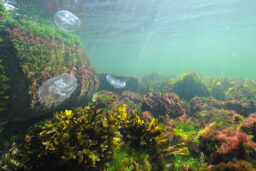 Vedenalaista kuvaa merenpohjasta.