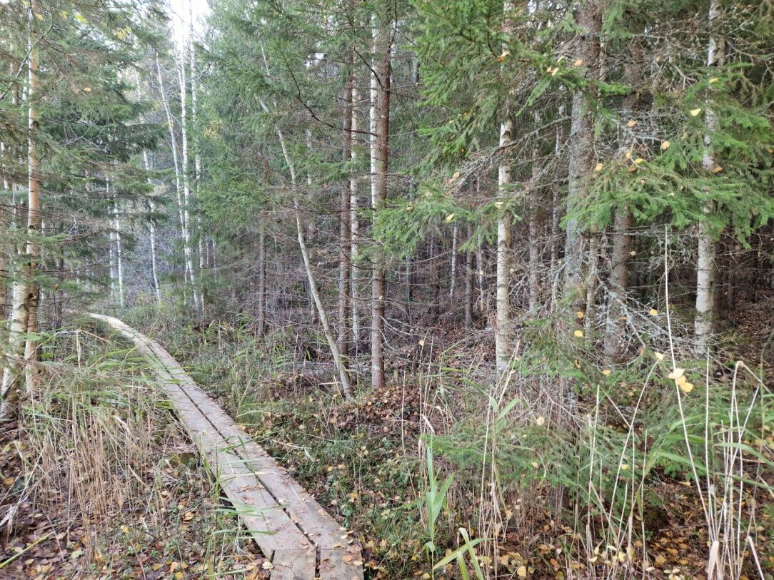 Keskellä nuorta hitehää kuusi-koivu-metsää menee pitkospuut. Syksyinen kuva.