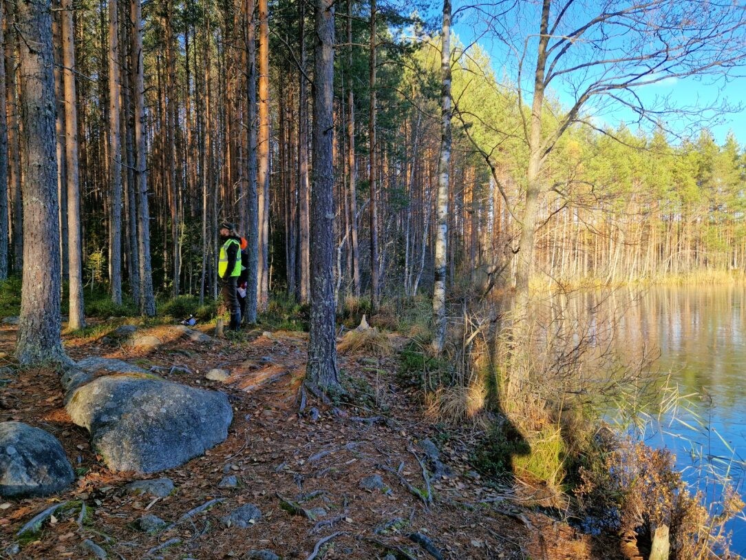 Syksyinen kuva, jossa lähimaisemakuvaa järven rannasta. Rannalla kasvaa mäntyjä ja seisoo henkilö huomioliivissä.