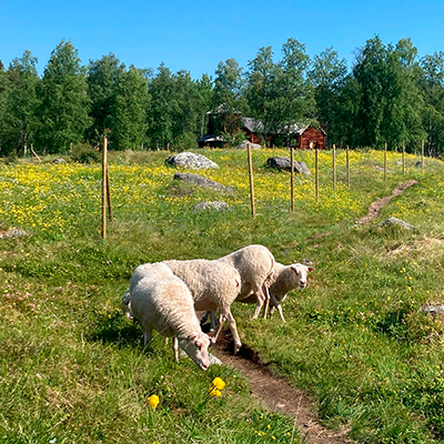 Får på en solig äng med blommor, i bakgrunden en timmerkyrka och björkar.