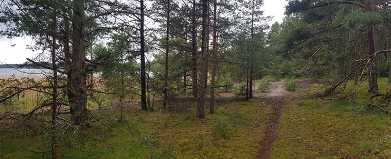 Ruokoa kasvaa tiheästi meren rannalla, rannan vieressä mäntymetsää ja kalliolla polku rannan suuntaisesti.