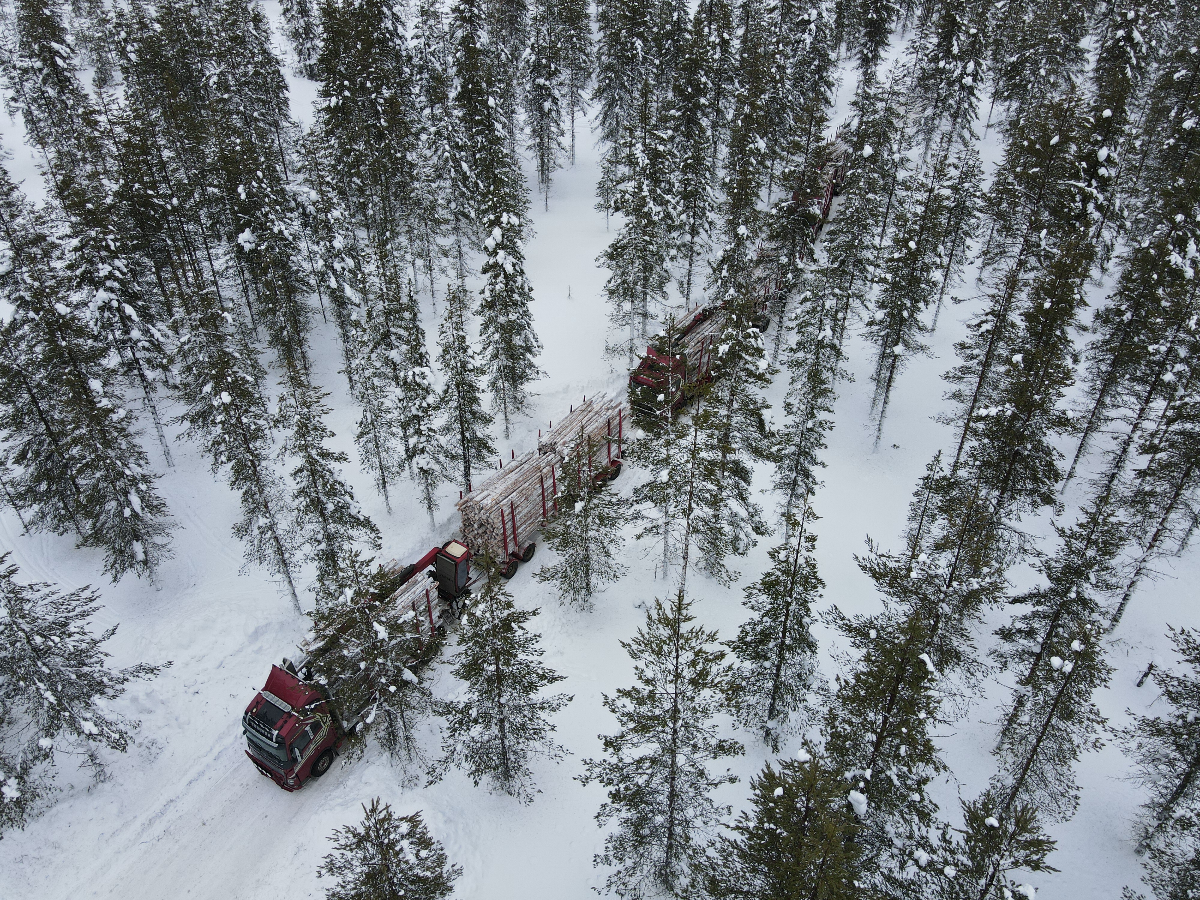 Puutavara-autot ajavat lumisen metsän keskellä talvitiellä.