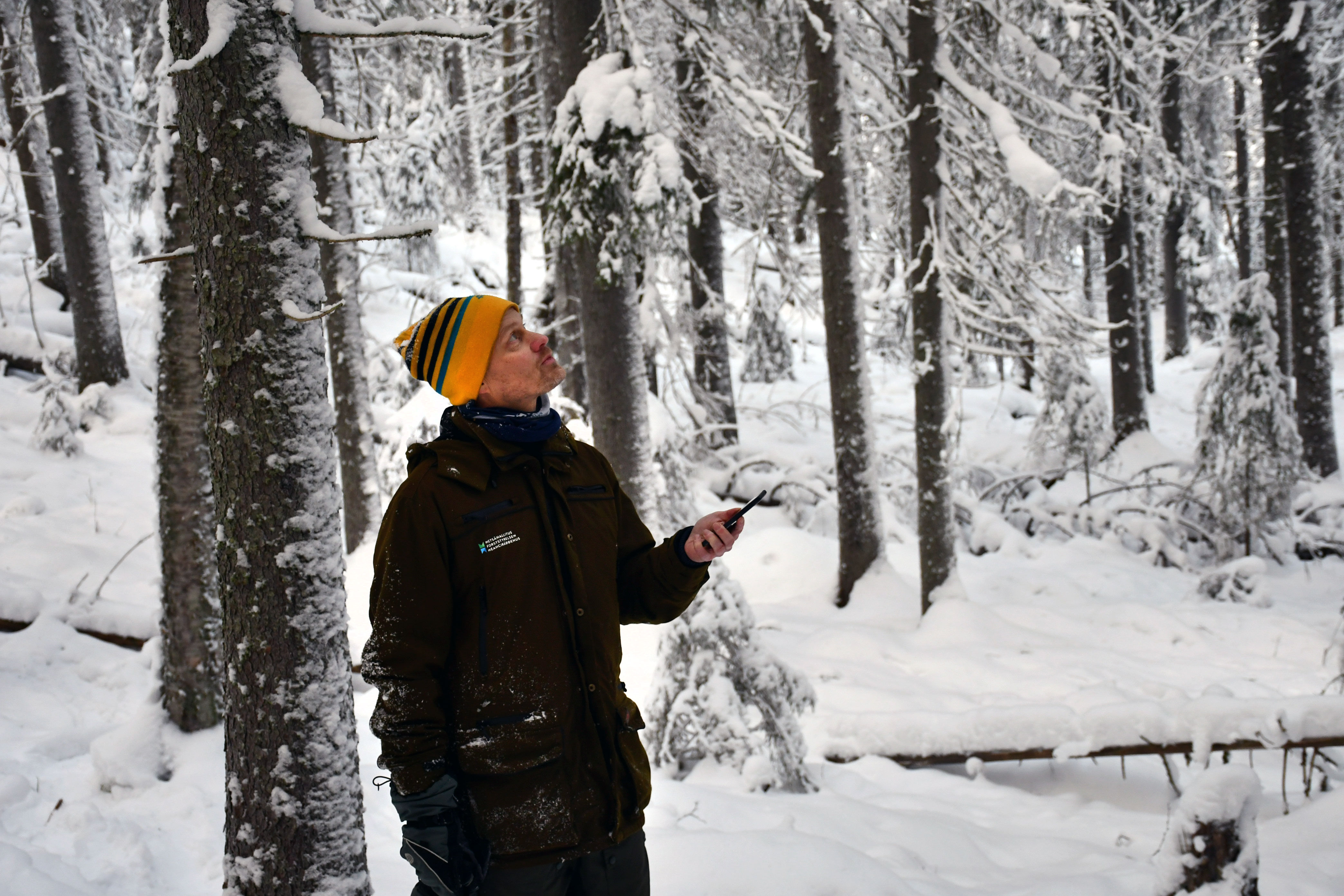 Talvinen metsä jossa etualalla henkilö puhelin kädessä arvioi puita.