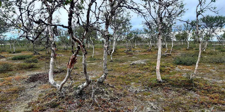 Thin, short birches with only few leaves. Growing in an open fell landscape with green bushes.