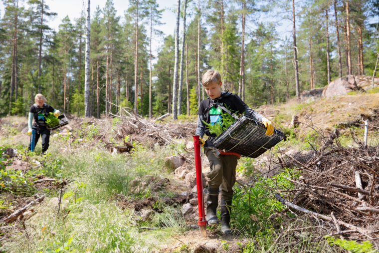 Kaksi metsänistuttajaa istuttamassa puuntaimia.