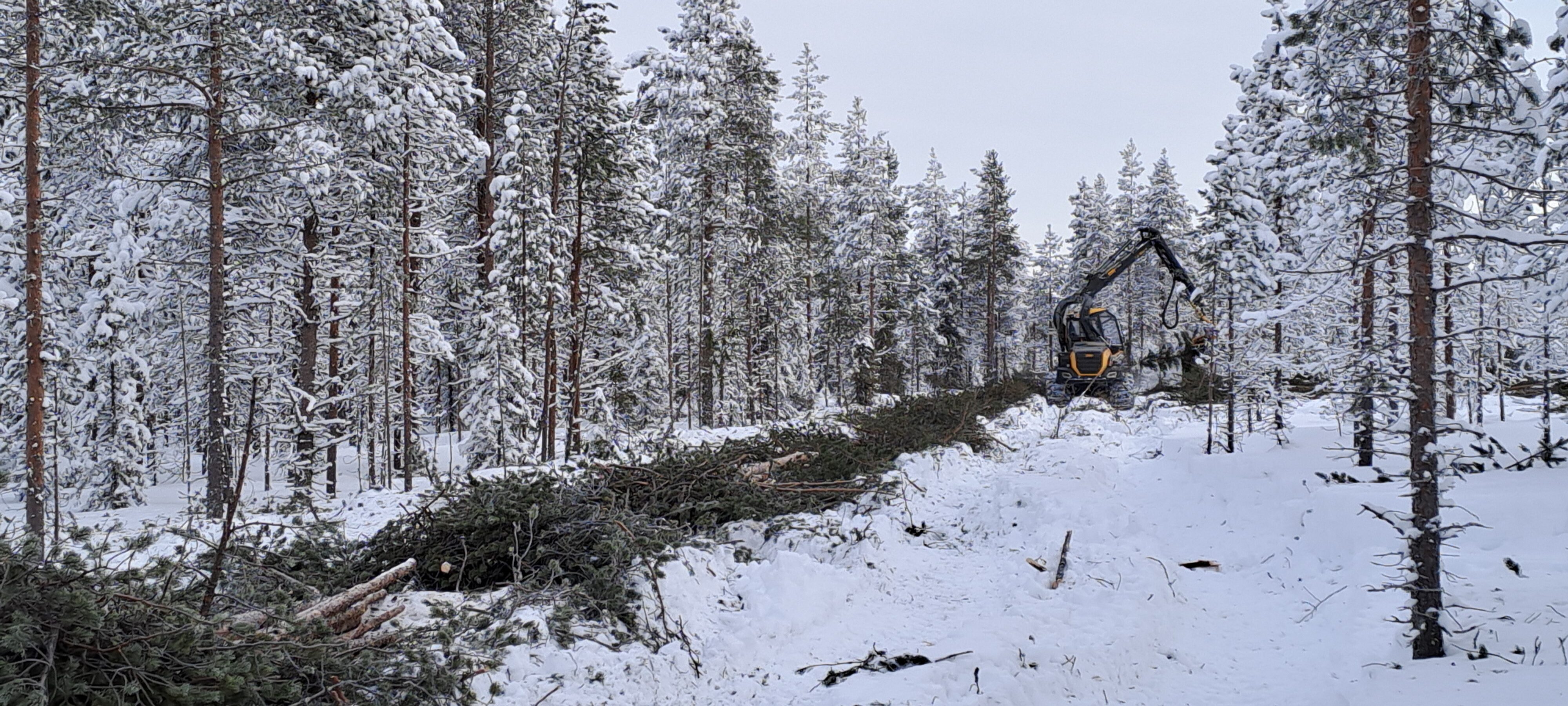 Luminen metsätyömaa ja moto kaataa puita. 