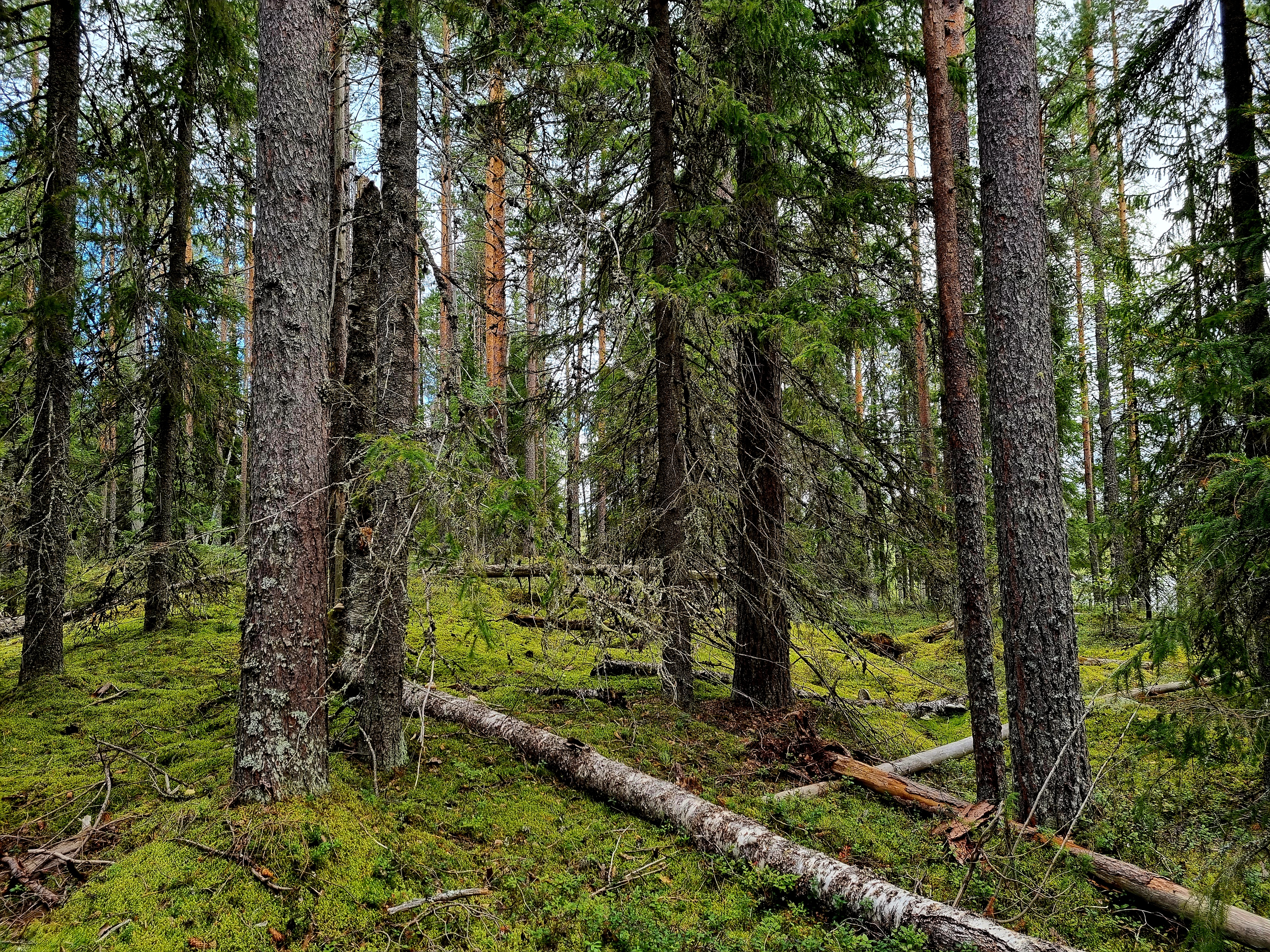 Kuusi-ja mäntyvaltainen metsä kesällä jossa sekä maapuuta että pystylahopuuta.