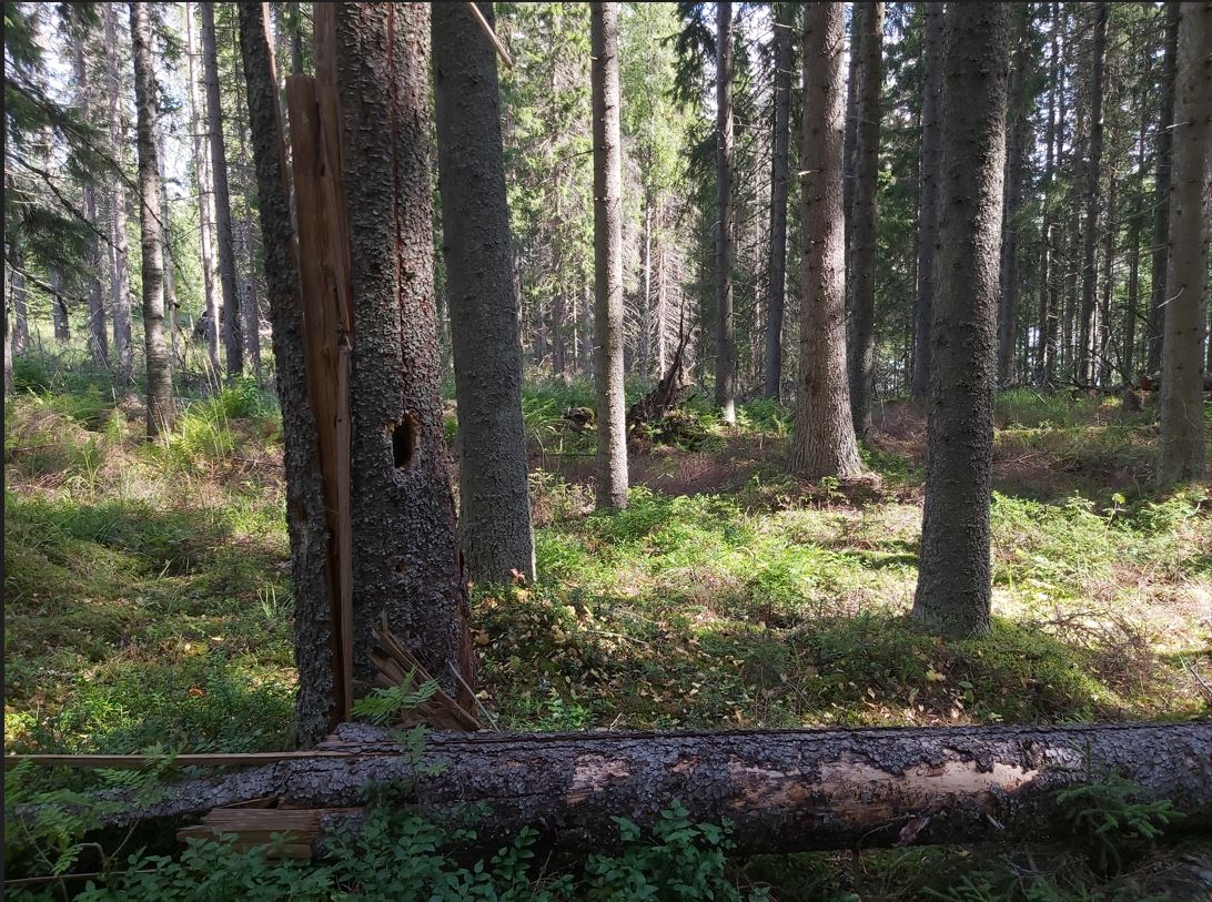 Metsä. Kesä. lahopuuta.