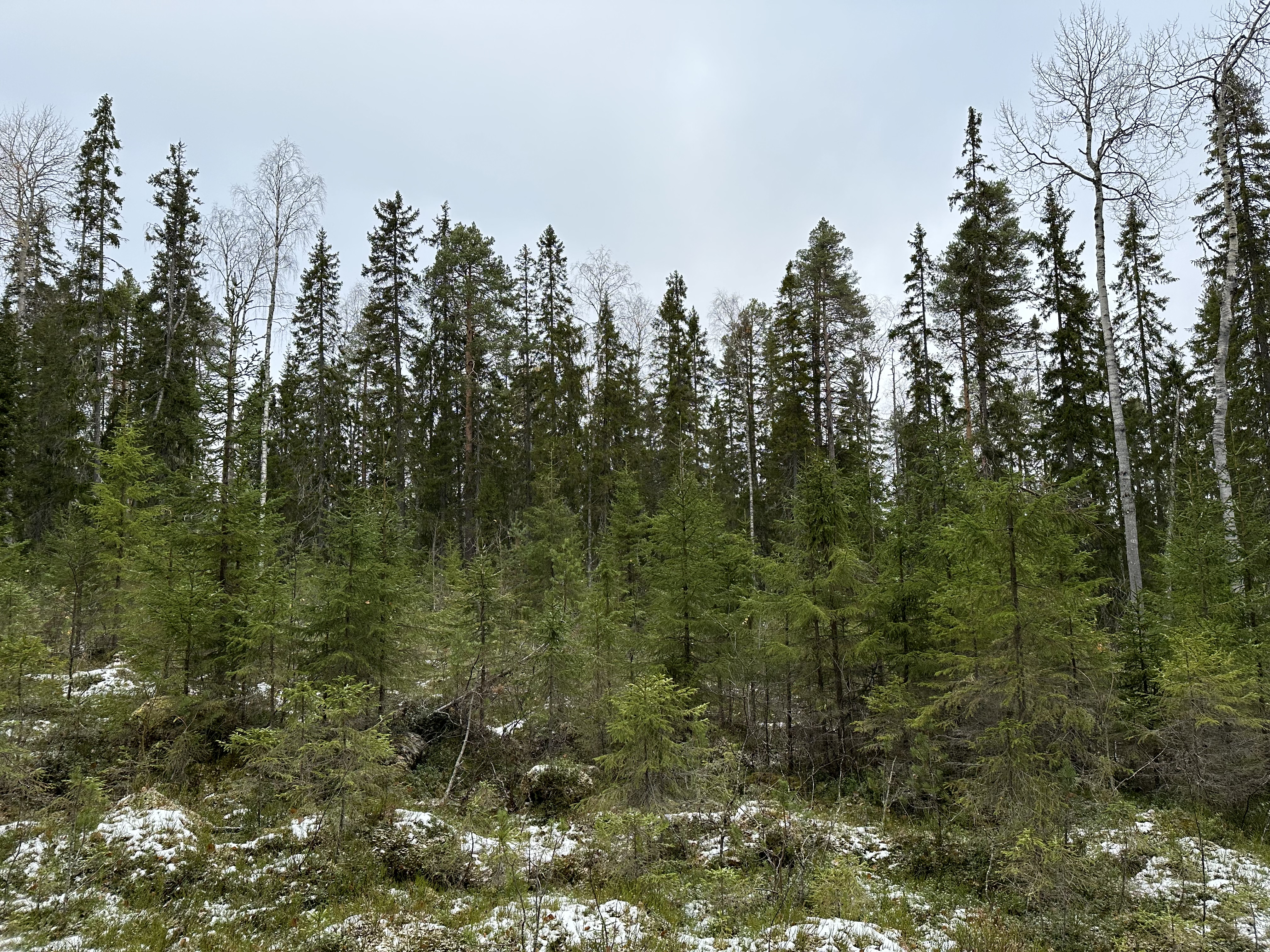 Kuusen taimia aukolla ja taustalla vanhempaa kuusipainotteista varttunutta sekametsää.