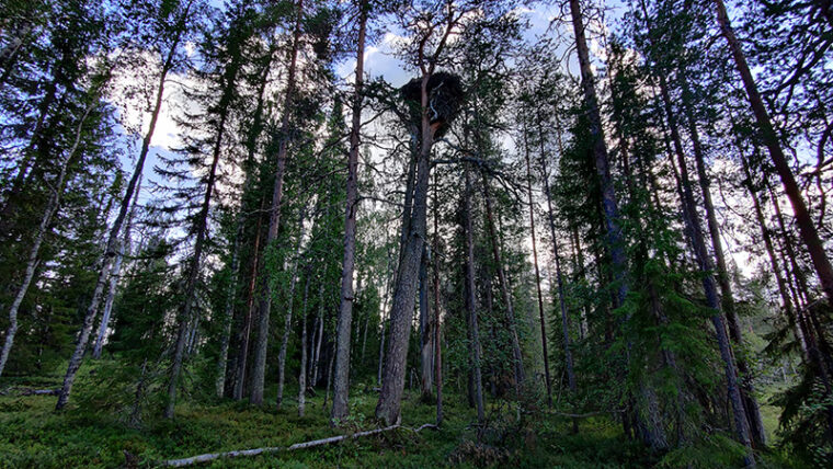 Maanpinnalta kuvattu risupesä mäntypuussa metsän keskellä kesällä.