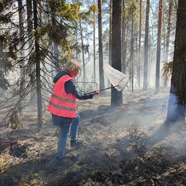 Ihminen huomioliivi päällä heiluttaa haavia metsässä, jossa on hiiltyneitä puita ja savua.