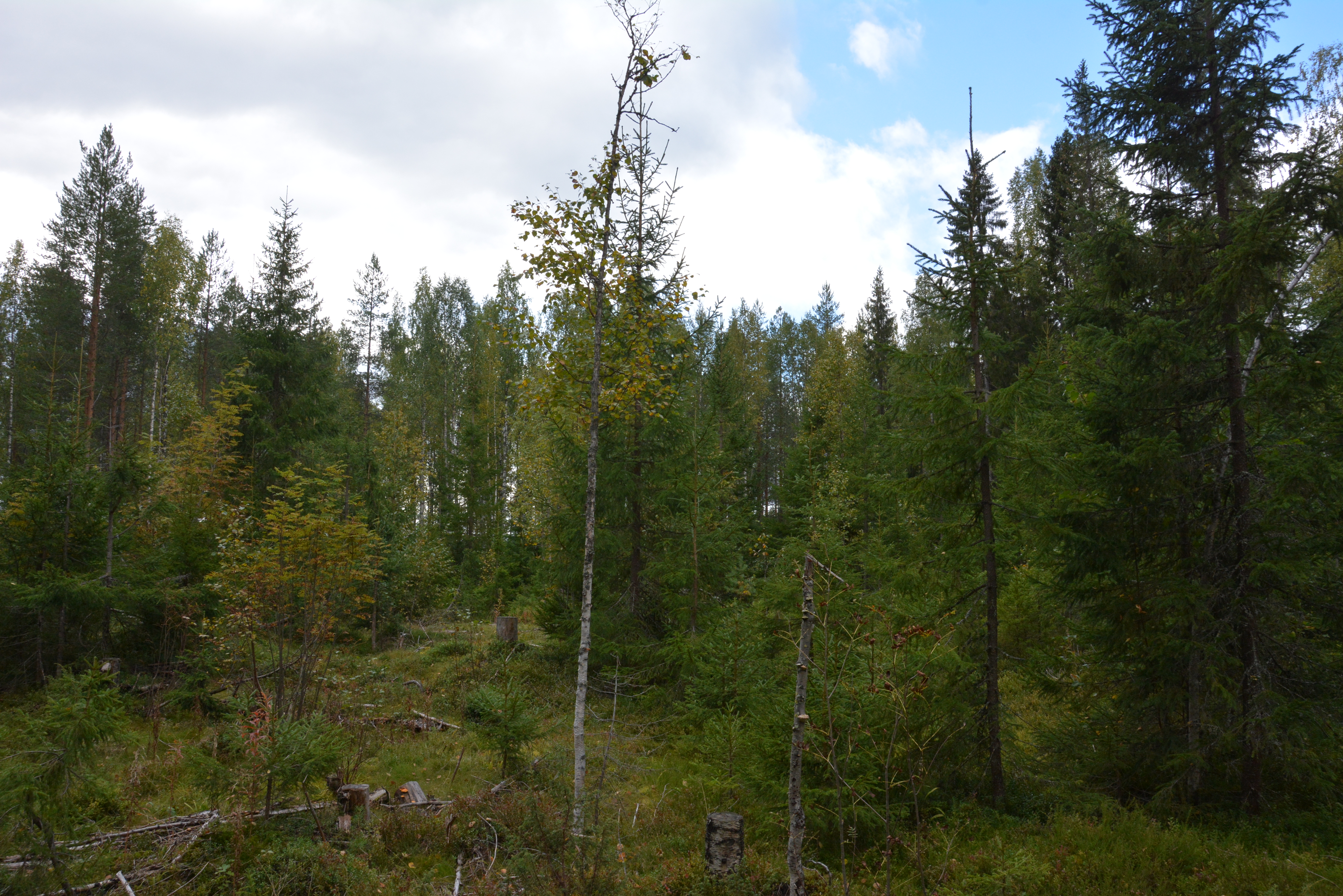 Jatkuvan kasvatuksen hakkuita tehty koelalla. Etualalla pienempää puustoa ja takana varttuneempaa.