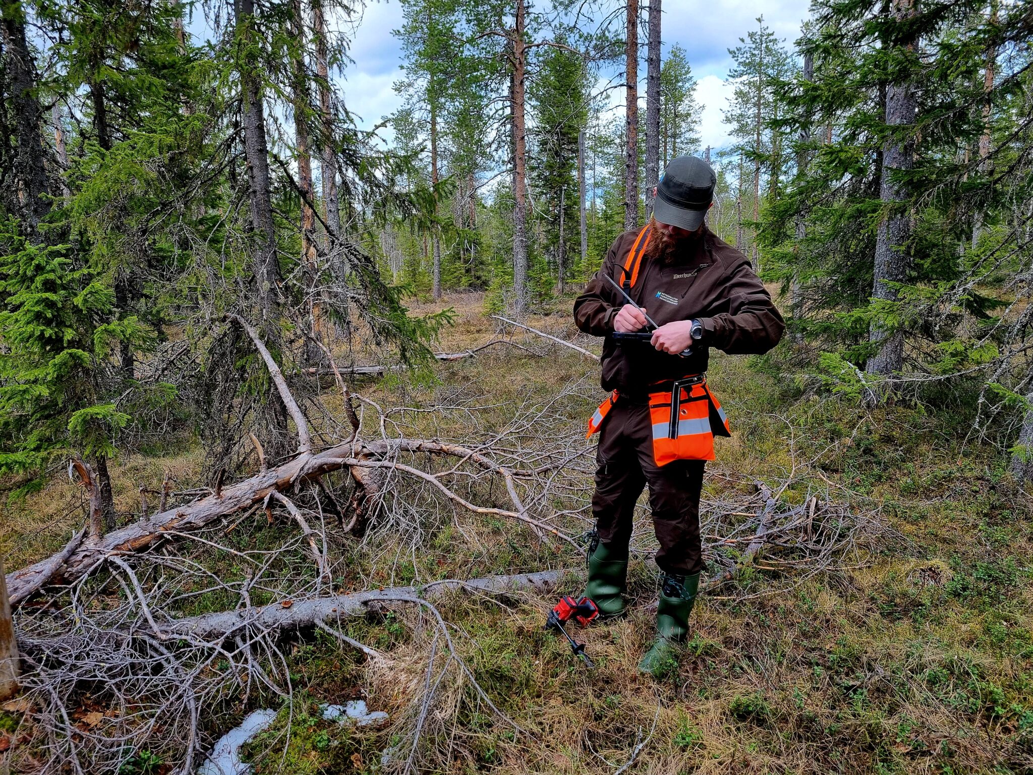 A forest specialist measuring dead wood in forest.