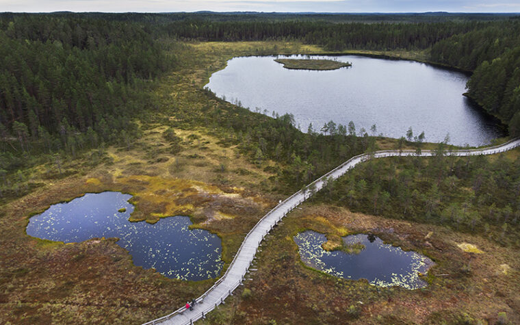 En naturstig gjord av plankor går mellan små tjärnar på en myr och in i en skog.