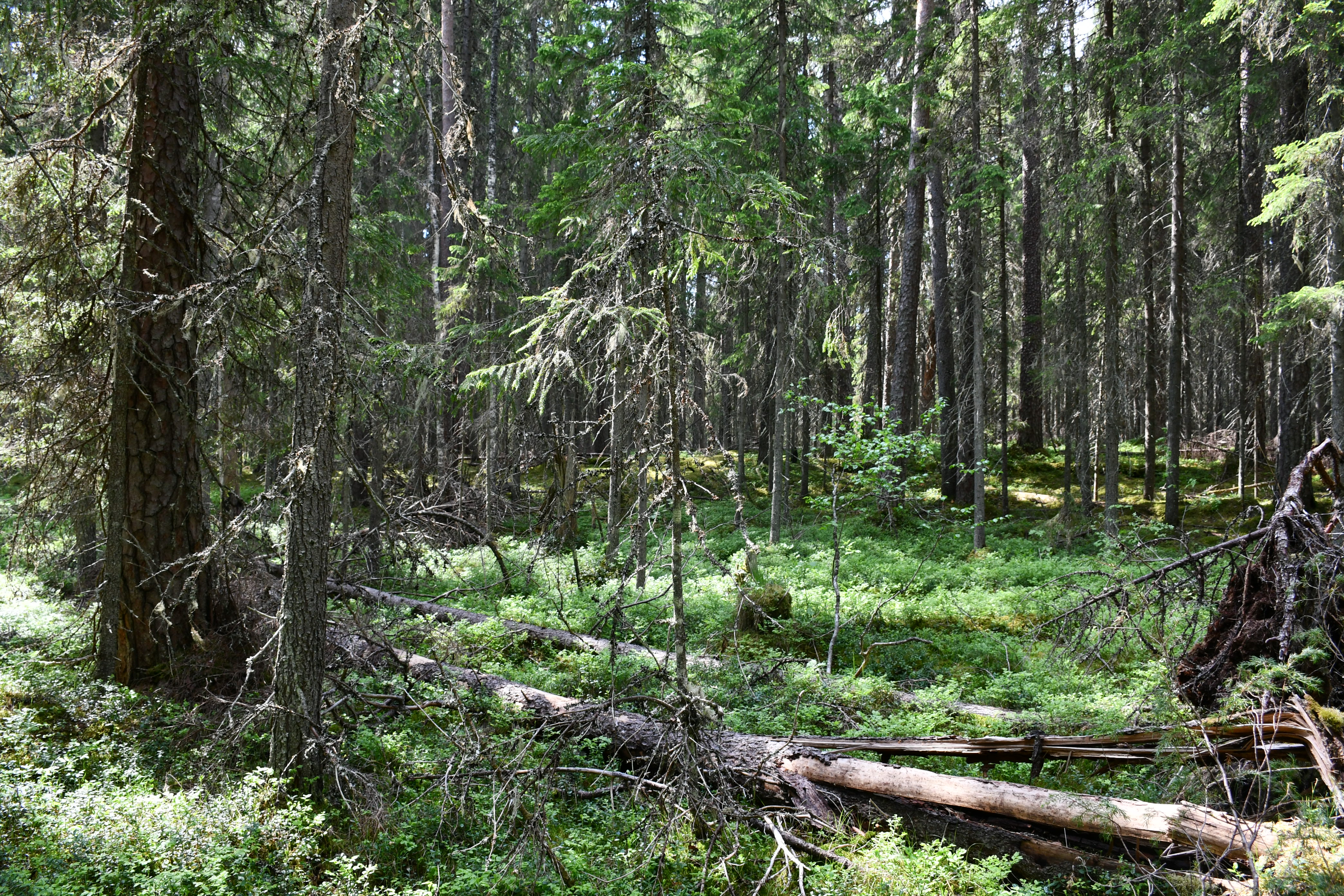 Spruce-dominated forest and some fallen dead wood on the ground in summer time.