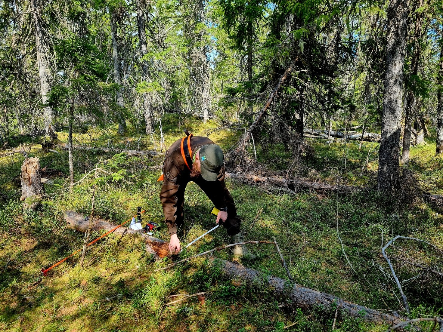 Maastoasuinen henkilö mittaa kaatunutta puuta metsässä. 