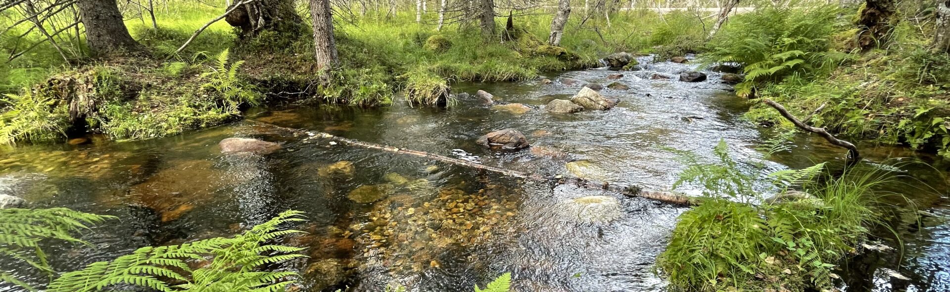 Kuvassa Mätäsojan kunnostettu puro, johon lisätty kiintoaineeksi puunrunko.