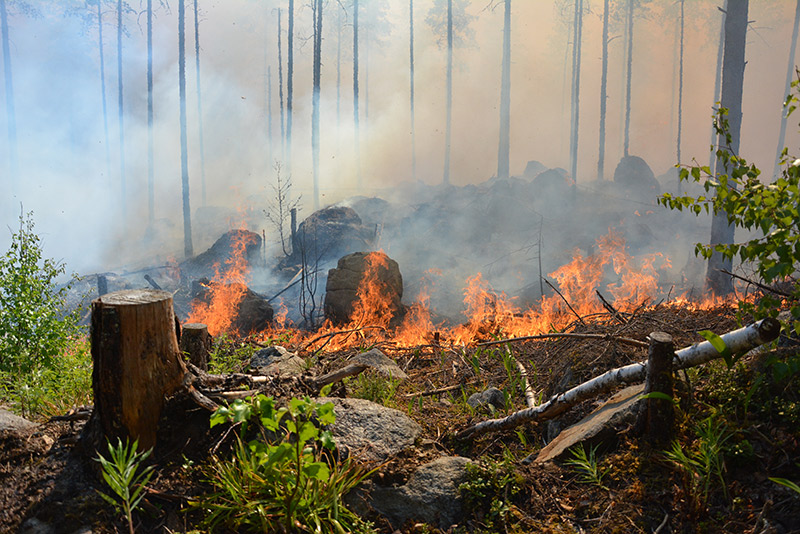 Metsän kenttäkerros palaa.
