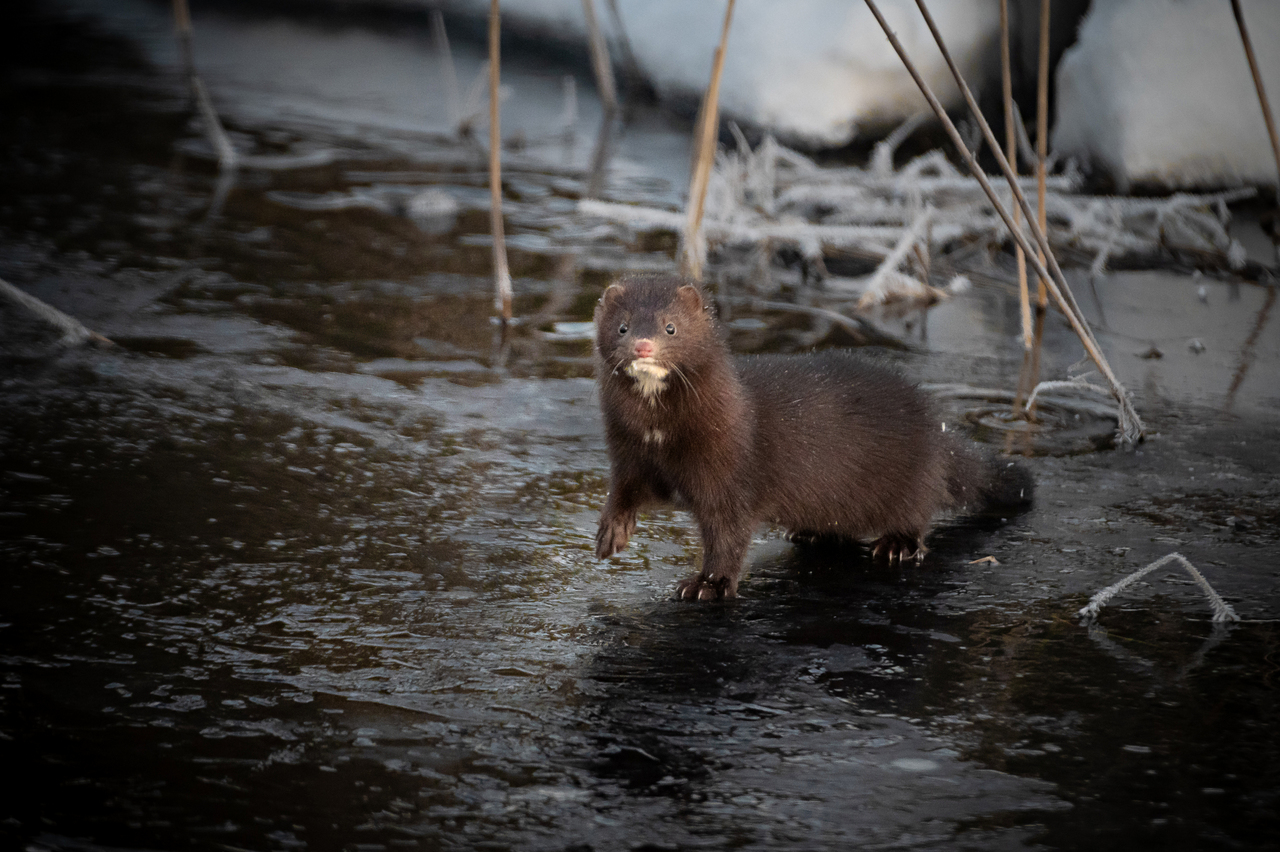 En mink står på isen av en frusen bäck.