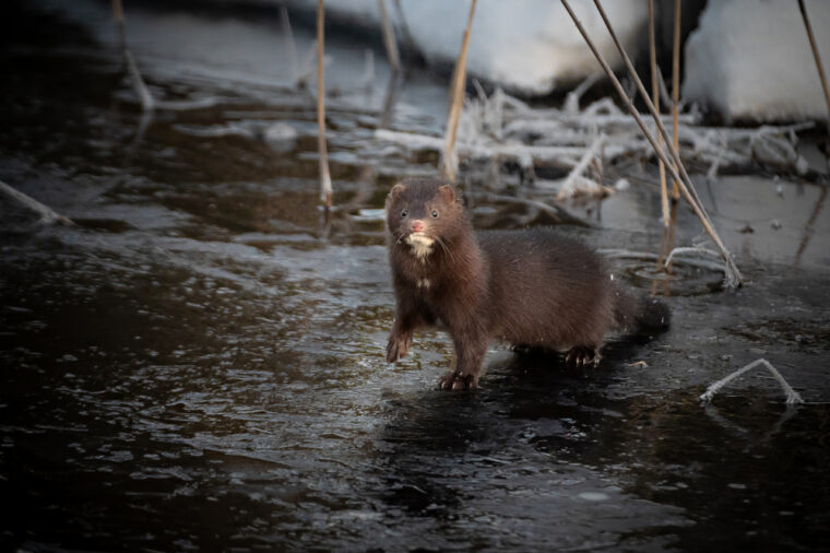 Minkki seisoo j&auml;&auml;tyneen puron j&auml;&auml;ll&auml;.