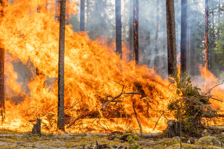Puu palaa kulotuksella.