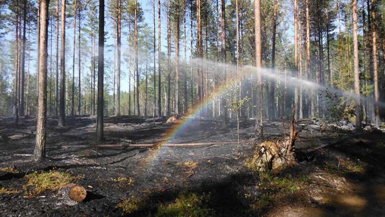 Ennallistamispolton jälkeistä metsämaisemaa Liesjärven kansallispuistossa. Metsään tähdätty vesisuihku luo ilmaan sateenkaaren.