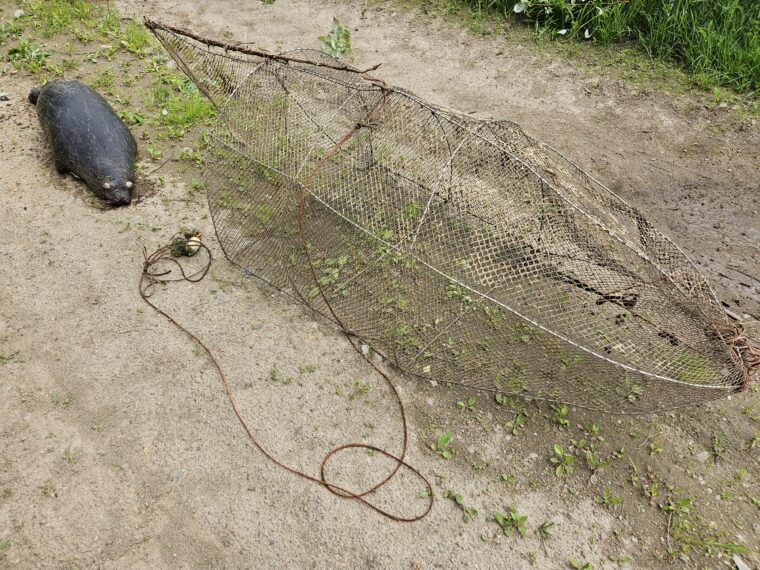 Kuollut saimaannorppa maalla pyydyksen vieress&auml;.