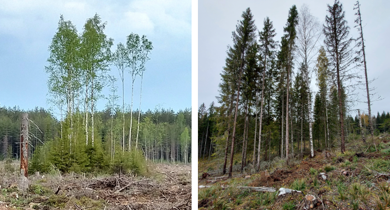 Kuvapari, jossa on säästöpuuryhmiä.
