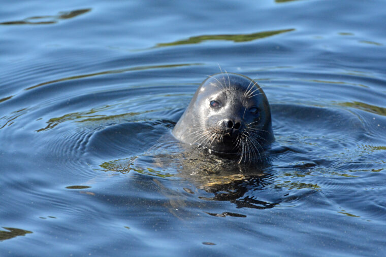 Saimaannorppa vedess&auml;.
