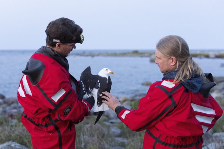 Mies seisoo meren rannalla ja pit&auml;&auml; k&auml;siss&auml;&auml;n selk&auml;lokkia. Toinen mies seisoo vieress&auml; ja katsoo lokkia.