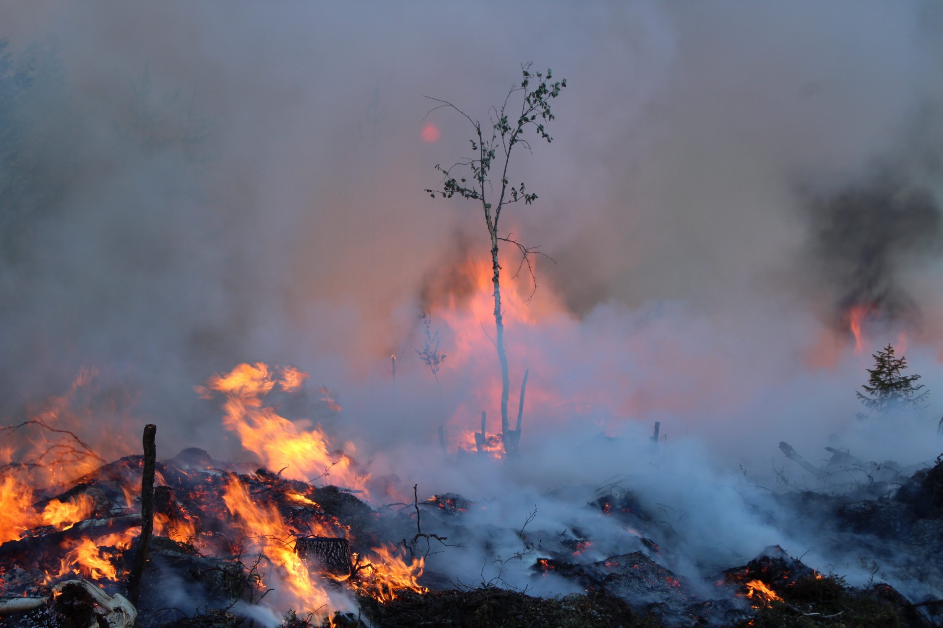 Tulta ja savua metsässä.
