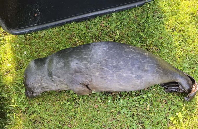 Kuollut norppa on kyljellään nurmikolla.
