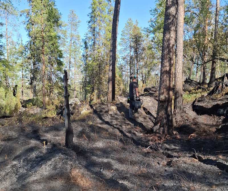 Henkilö seisoo kastelukannujen kanssa kivikkoisessa metsässä, jonka aluskavillisuus ja puiden alaosat ovat palaneet.