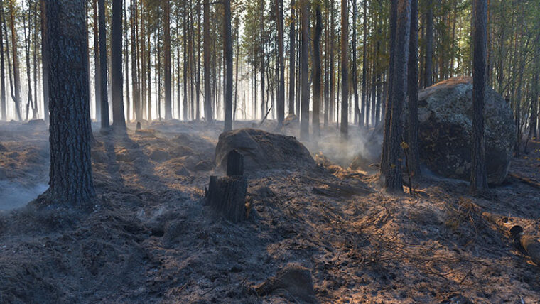 Metsä on poltettu ja aluskasvillisuus on palanut mutta puut ovat pystyssä. Maasta nousee vielä vähän savua.